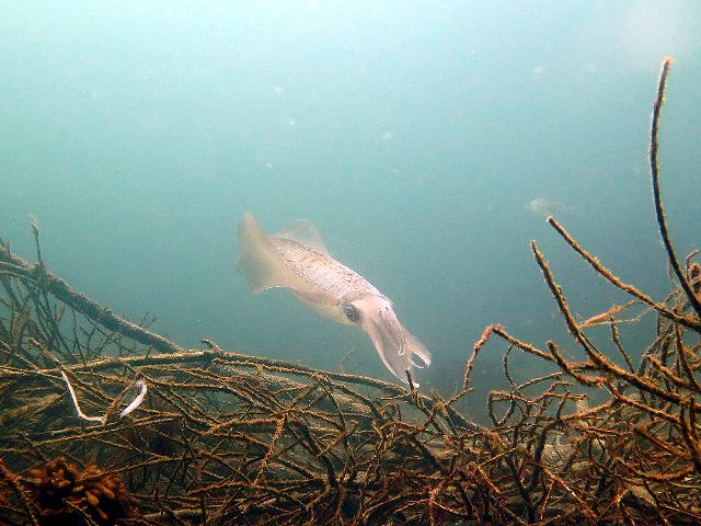 �v���C�x�[�g�_�C�r���O�@�C���[�W