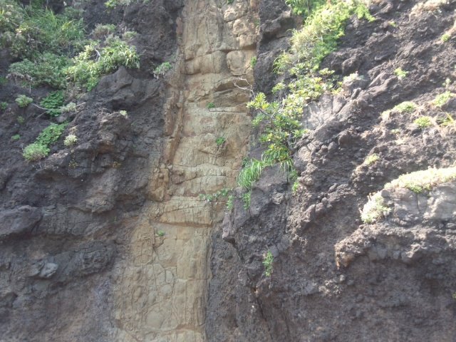 �W�I�c�A�[