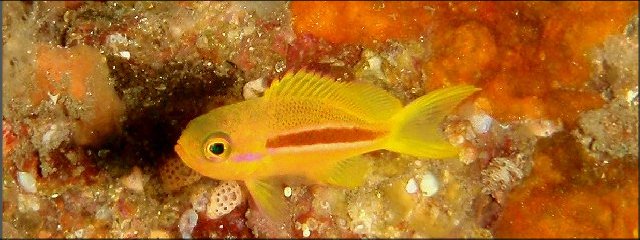 �ɓ��̐����ʐ^