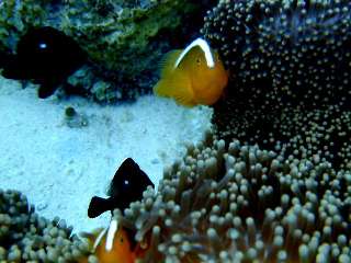 �Z�W���ł�