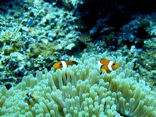 �{�Ó��c�A�[