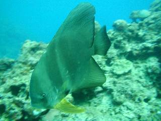 �c�o���E�I