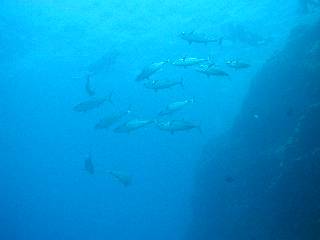 �C�\�}�O��