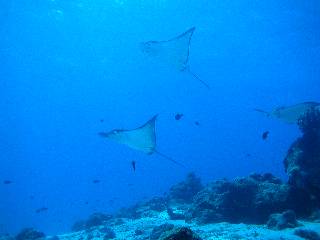 �}�_���g�r�G�C