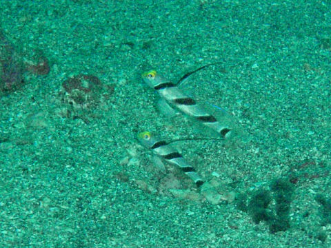 �ɓ������ʐ^�@�N���b�N�ő傫���Ȃ�܂�