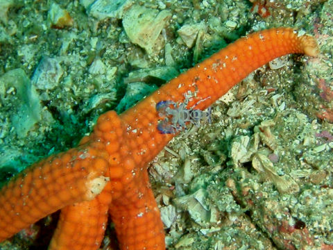 �ɓ������ʐ^�@�N���b�N�ő傫���Ȃ�܂�