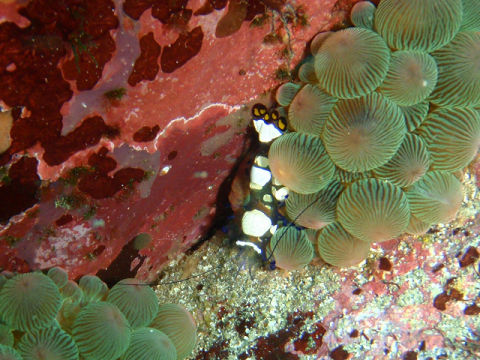 �ɓ������ʐ^�@�N���b�N�ő傫���Ȃ�܂�