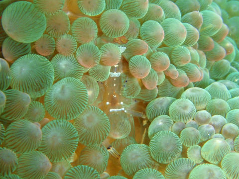 �ɓ������ʐ^�@�N���b�N�ő傫���Ȃ�܂�