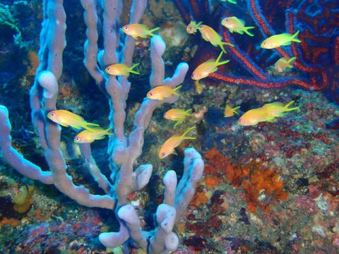 �ɓ������ʐ^�@�N���b�N�ő傫���Ȃ�܂�