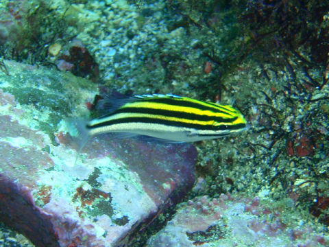 �ɓ������ʐ^�@�N���b�N�ő傫���Ȃ�܂�