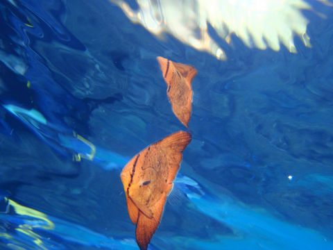 �ɓ������ʐ^�@�N���b�N�ő傫���Ȃ�܂�