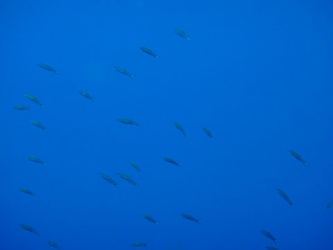 �ɓ������ʐ^�@�N���b�N�ő傫���Ȃ�܂�