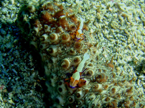 �ɓ������ʐ^�@�N���b�N�ő傫���Ȃ�܂�