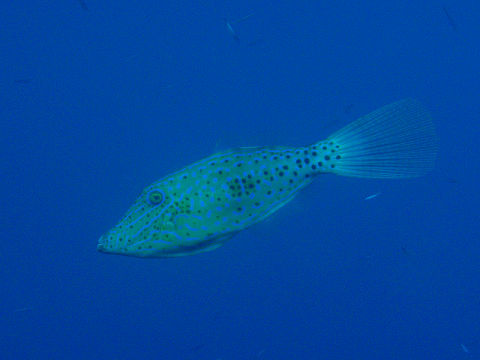 �ɓ������ʐ^�@�N���b�N�ő傫���Ȃ�܂�