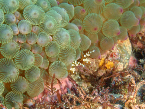 �ɓ������ʐ^�@�N���b�N�ő傫���Ȃ�܂�