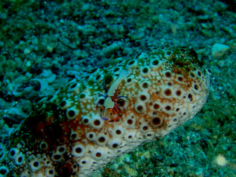 �ɓ������ʐ^�@�N���b�N�ő傫���Ȃ�܂�