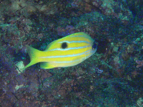 �ɓ������ʐ^�@�N���b�N�ő傫���Ȃ�܂�