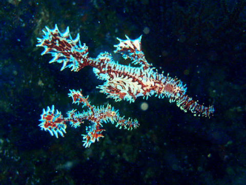 �ɓ������ʐ^�@�N���b�N�ő傫���Ȃ�܂�