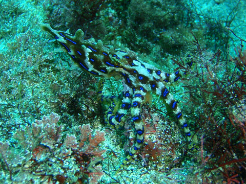 �ɓ������ʐ^�@�N���b�N�ő傫���Ȃ�܂�