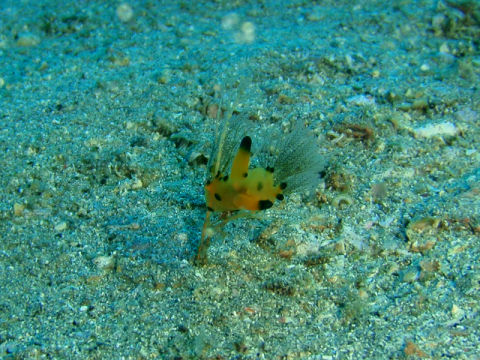 �ɓ������ʐ^�@�N���b�N�ő傫���Ȃ�܂�