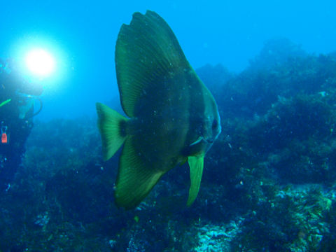 �ɓ������ʐ^�@�N���b�N�ő傫���Ȃ�܂�