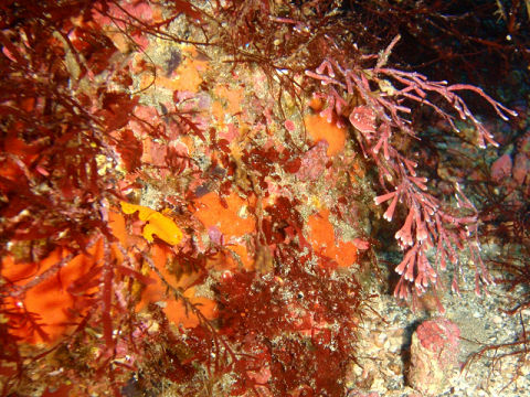 �ɓ������ʐ^�@�N���b�N�ő傫���Ȃ�܂�