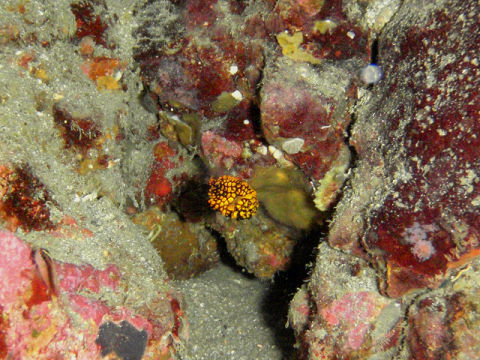 �ɓ������ʐ^�@�N���b�N�ő傫���Ȃ�܂�