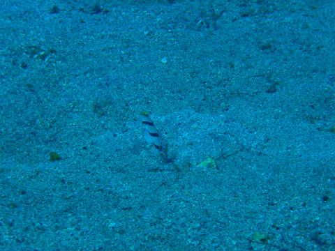 �ɓ������ʐ^�@�N���b�N�ő傫���Ȃ�܂�