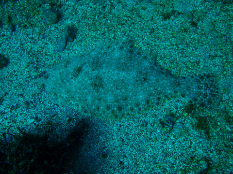 �ɓ������ʐ^�@�N���b�N�ő傫���Ȃ�܂�