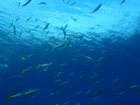 �ɓ������ʐ^�@�N���b�N�ő傫���Ȃ�܂�