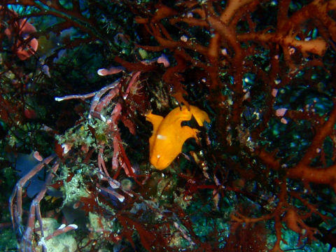 �ɓ������ʐ^�@�N���b�N�ő傫���Ȃ�܂�