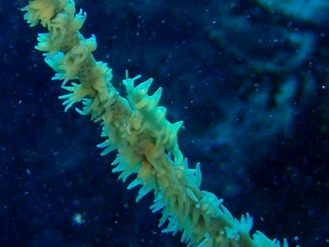 �ɓ������ʐ^�@�N���b�N�ő傫���Ȃ�܂�