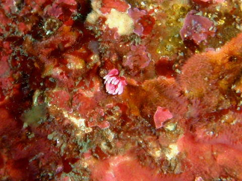 �ɓ������ʐ^�@�N���b�N�ő傫���Ȃ�܂�