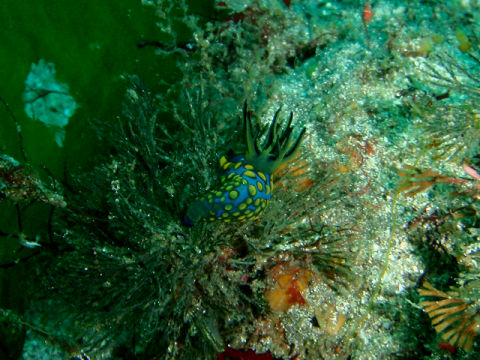 �ɓ������ʐ^�@�N���b�N�ő傫���Ȃ�܂�