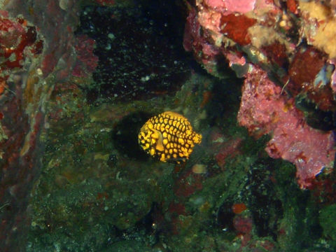 �ɓ������ʐ^�@�N���b�N�ő傫���Ȃ�܂�