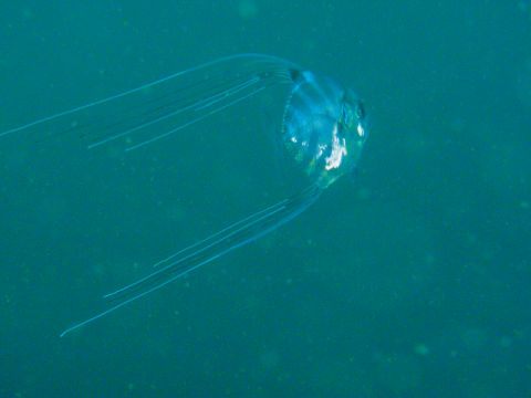 �ɓ������ʐ^�@�N���b�N�ő傫���Ȃ�܂�