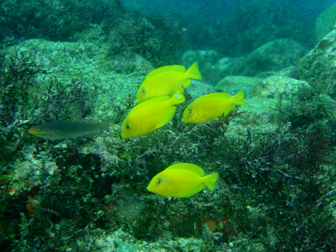 �ɓ������ʐ^�@�N���b�N�ő傫���Ȃ�܂�