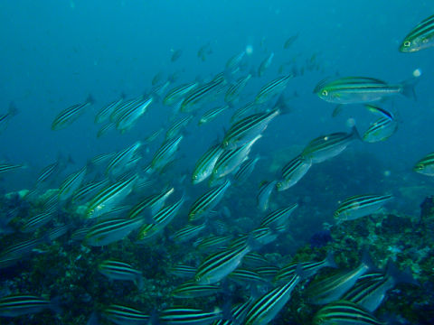 �ɓ������ʐ^�@�N���b�N�ő傫���Ȃ�܂�