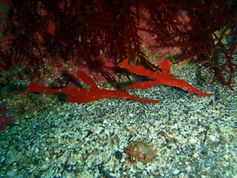 �ɓ������ʐ^�@�N���b�N�ő傫���Ȃ�܂�