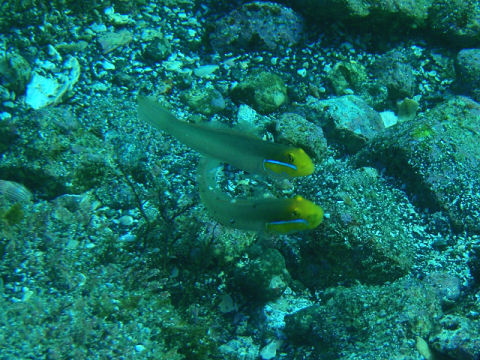 �ɓ������ʐ^�@�N���b�N�ő傫���Ȃ�܂�