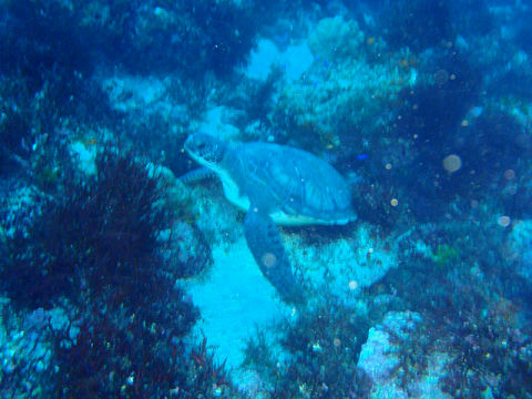 �ɓ������ʐ^�@�N���b�N�ő傫���Ȃ�܂�