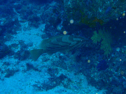 �ɓ������ʐ^�@�N���b�N�ő傫���Ȃ�܂�