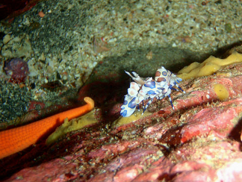 �ɓ������ʐ^�@�N���b�N�ő傫���Ȃ�܂�