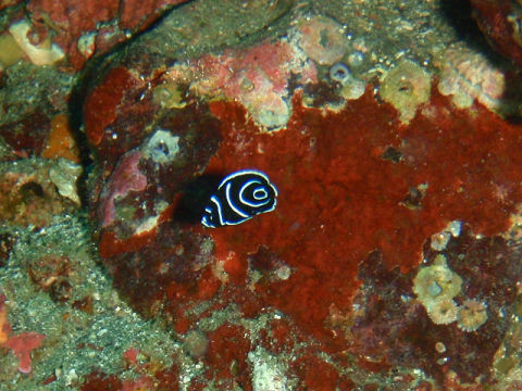 �ɓ������ʐ^�@�N���b�N�ő傫���Ȃ�܂�