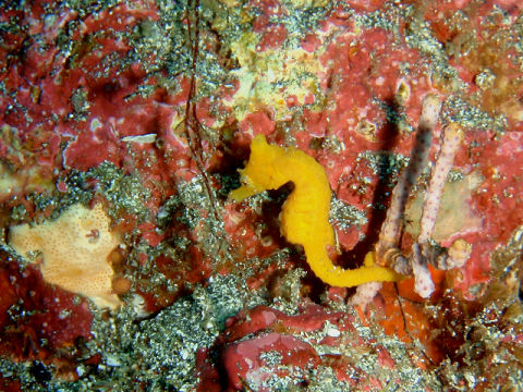 �ɓ������ʐ^�@�N���b�N�ő傫���Ȃ�܂�