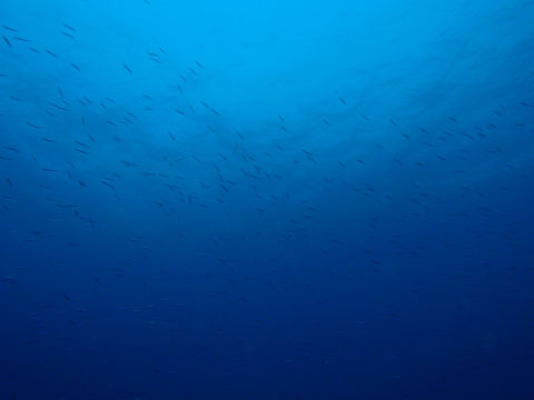 �ɓ������ʐ^�@�N���b�N�ő傫���Ȃ�܂�