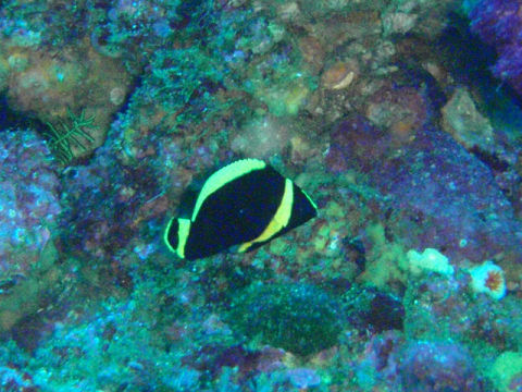 �ɓ������ʐ^�@�N���b�N�ő傫���Ȃ�܂�