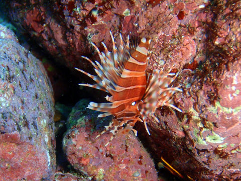 �ɓ������ʐ^�@�N���b�N�ő傫���Ȃ�܂�