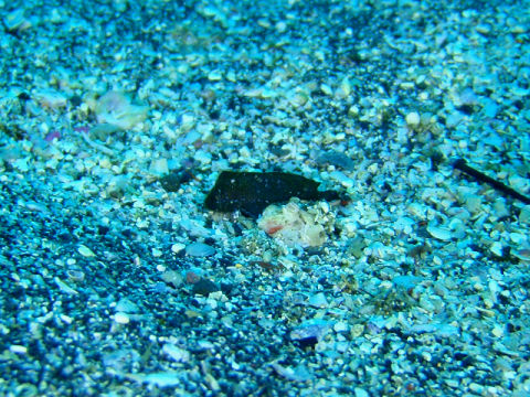 �ɓ������ʐ^�@�N���b�N�ő傫���Ȃ�܂�