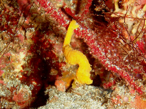 �ɓ������ʐ^�@�N���b�N�ő傫���Ȃ�܂�